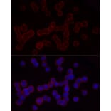 Immunofluorescence - Anti-CD18 Antibody (A13930) - Antibodies.com