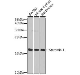 Western Blot - Anti-Stathmin 1 Antibody (A13933) - Antibodies.com