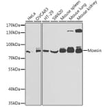 Western Blot - Anti-Moesin Antibody (A13935) - Antibodies.com