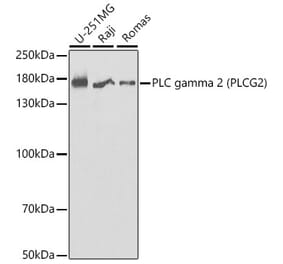 Western Blot - Anti-PLCG 2 Antibody (A13937) - Antibodies.com