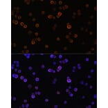 Immunofluorescence - Anti-PLCG 2 Antibody (A13937) - Antibodies.com