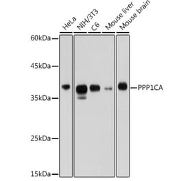 Western Blot - Anti-PPP1CA Antibody (A13938) - Antibodies.com