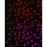Immunofluorescence - Anti-PPP1CA Antibody (A13938) - Antibodies.com