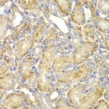 Immunohistochemistry - Anti-PPP2R2A Antibody (A13939) - Antibodies.com