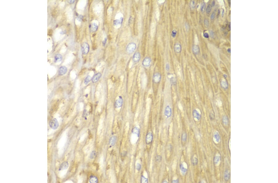 Immunohistochemistry - Anti-PPP2R2A Antibody (A13939) - Antibodies.com
