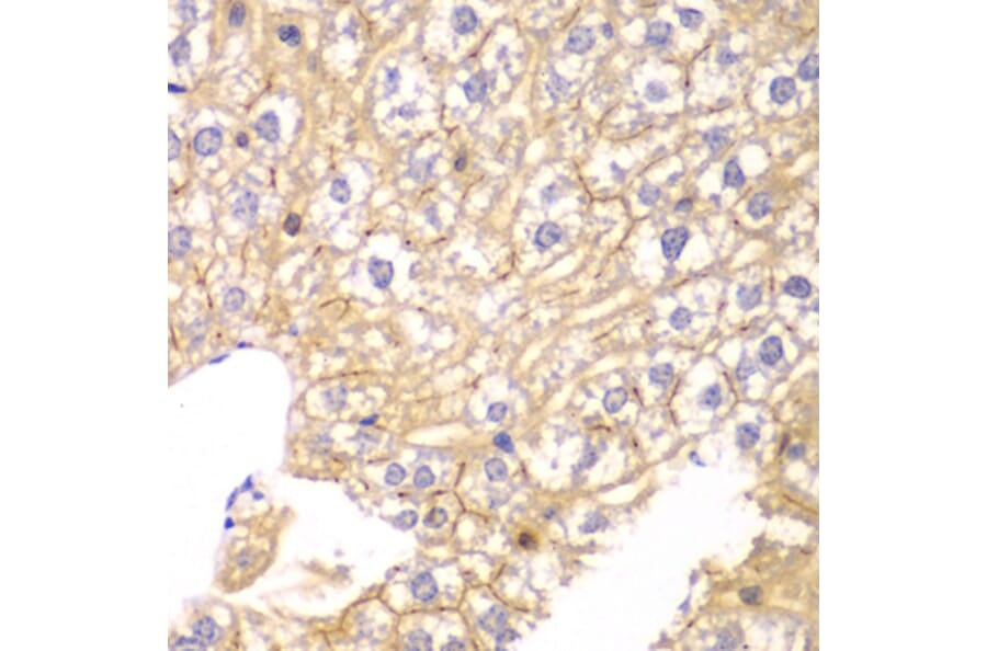 Immunohistochemistry - Anti-PPP2R2A Antibody (A13939) - Antibodies.com
