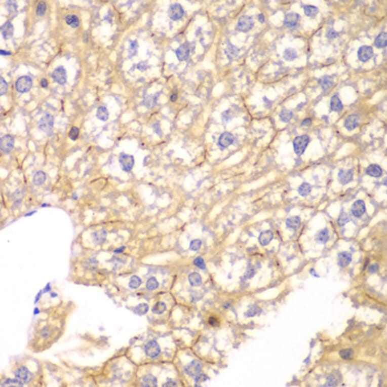 Immunohistochemistry - Anti-PPP2R2A Antibody (A13939) - Antibodies.com