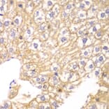 Immunohistochemistry - Anti-PPP2R2A Antibody (A13939) - Antibodies.com