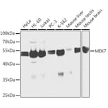 Western Blot - Anti-MKK7 Antibody (A13940) - Antibodies.com