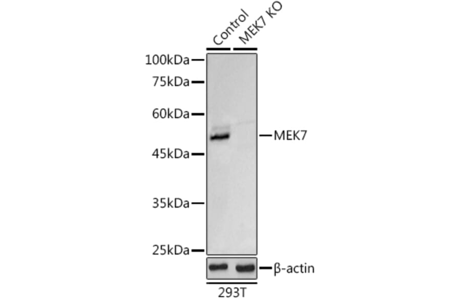 Western Blot - Anti-MKK7 Antibody (A13940) - Antibodies.com