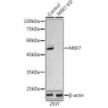 Western Blot - Anti-MKK7 Antibody (A13940) - Antibodies.com