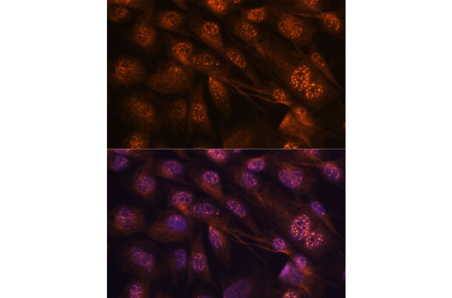 Immunofluorescence - Anti-MKK7 Antibody (A13940) - Antibodies.com
