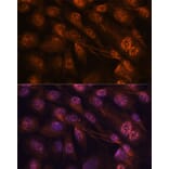 Immunofluorescence - Anti-MKK7 Antibody (A13940) - Antibodies.com