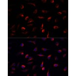 Immunofluorescence - Anti-MKK7 Antibody (A13940) - Antibodies.com