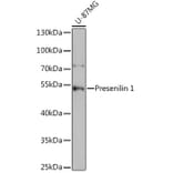 Western Blot - Anti-Presenilin 1/PS-1 Antibody (A13941) - Antibodies.com