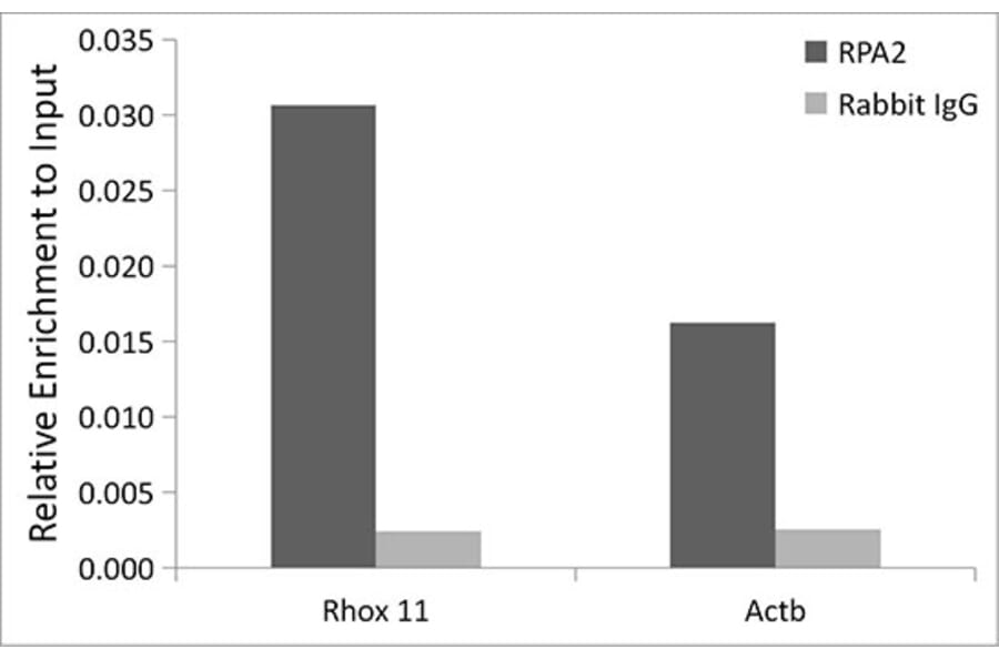 Chromatin Immunoprecipitation - Anti-RPA32 / RPA2 Antibody (A13943) - Antibodies.com