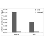 Chromatin Immunoprecipitation - Anti-RPA32 / RPA2 Antibody (A13943) - Antibodies.com