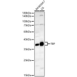 Western Blot - Anti-TATA binding protein TBP Antibody (A13946) - Antibodies.com