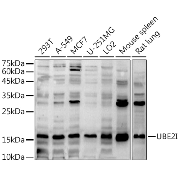 Western Blot - Anti-UBE2I/UBC9 Antibody (A13947) - Antibodies.com
