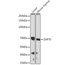 Western Blot - Anti-ZAP70 Antibody (A13949) - Antibodies.com