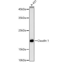 Western Blot - Anti-Claudin 1 Antibody (A13950) - Antibodies.com