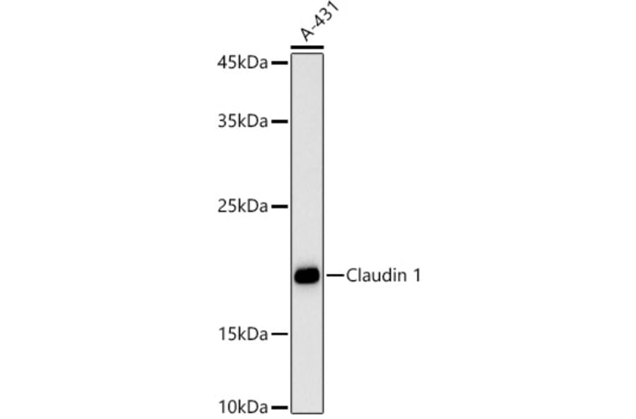 Western Blot - Anti-Claudin 1 Antibody (A13950) - Antibodies.com