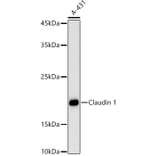 Western Blot - Anti-Claudin 1 Antibody (A13950) - Antibodies.com
