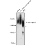 Western Blot - Anti-MRP4 Antibody (A13951) - Antibodies.com