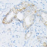 Immunohistochemistry - Anti-MRP4 Antibody (A13951) - Antibodies.com