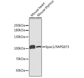 Western Blot - Anti-Epac1 Antibody (A13952) - Antibodies.com