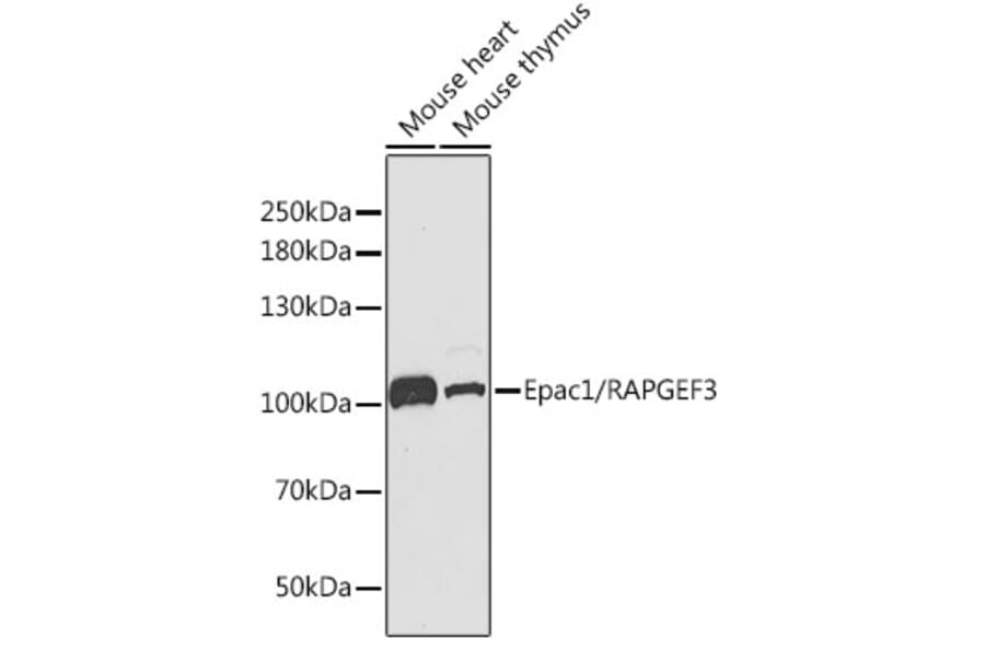 Western Blot - Anti-Epac1 Antibody (A13952) - Antibodies.com