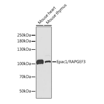 Western Blot - Anti-Epac1 Antibody (A13952) - Antibodies.com
