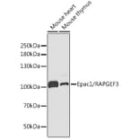 Western Blot - Anti-Epac1 Antibody (A13952) - Antibodies.com