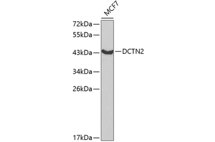 Western Blot - Anti-p50 dynamitin Antibody (A13953) - Antibodies.com