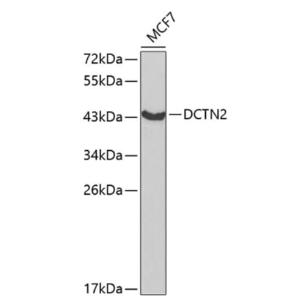 Western Blot - Anti-p50 dynamitin Antibody (A13953) - Antibodies.com