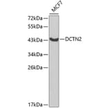 Western Blot - Anti-p50 dynamitin Antibody (A13953) - Antibodies.com
