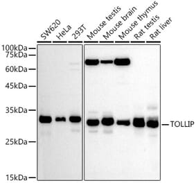 Western Blot - Anti-Tollip Antibody (A13955) - Antibodies.com