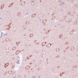 Immunohistochemistry - Anti-Tollip Antibody (A13955) - Antibodies.com