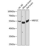 Western Blot - Anti-MEF2C Antibody (A2205) - Antibodies.com