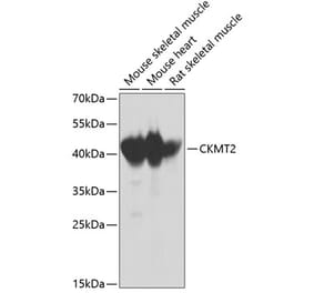 Western Blot - Anti-CKMT2 Antibody (A2206) - Antibodies.com