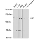 Western Blot - Anti-OGT / O-Linked N-Acetylglucosamine Transferase Antibody (A13960) - Antibodies.com