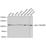 Western Blot - Anti-ALIX Antibody (A13961) - Antibodies.com