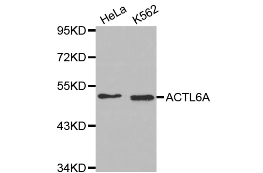 Western Blot - Anti-ACTL6A Antibody (A2220) - Antibodies.com