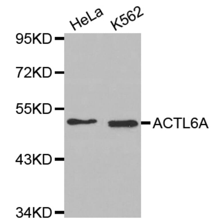 Western Blot - Anti-ACTL6A Antibody (A2220) - Antibodies.com