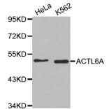 Western Blot - Anti-ACTL6A Antibody (A2220) - Antibodies.com