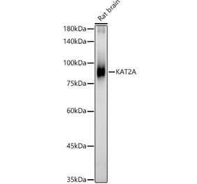 Western Blot - Anti-KAT2A / GCN5 Antibody (A13964) - Antibodies.com