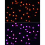 Immunofluorescence - Anti-KAT2A/GCN5 Antibody (A13964) - Antibodies.com
