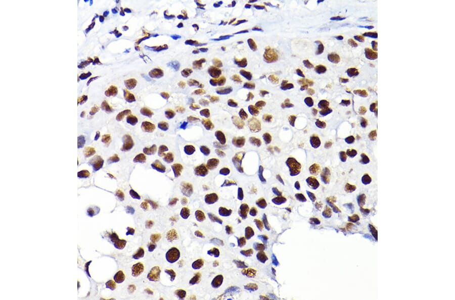 Immunohistochemistry - Anti-KAP1 Antibody (A13965) - Antibodies.com