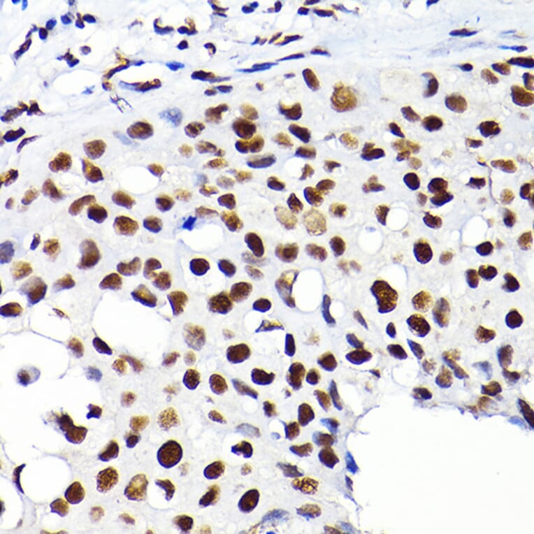Immunohistochemistry - Anti-KAP1 Antibody (A13965) - Antibodies.com