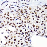 Immunohistochemistry - Anti-KAP1 Antibody (A13965) - Antibodies.com